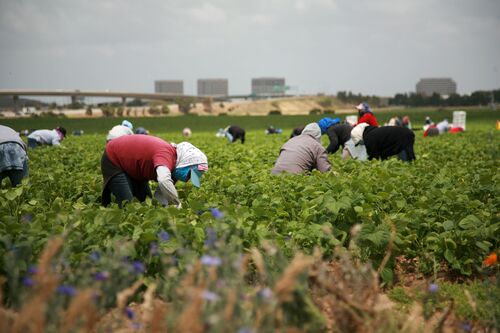 Migrant Workers EU