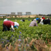 Migrant Workers EU