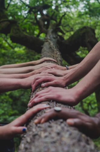 Tree Hands Image